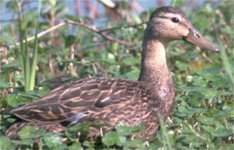 Ducks of Florida 3 - Large duck - White sides and underparts - Purple-chestnut breast - Shiny green head - Back of wing shiny blue with white line in front and behind - Legs orange - Size 50-65 cm