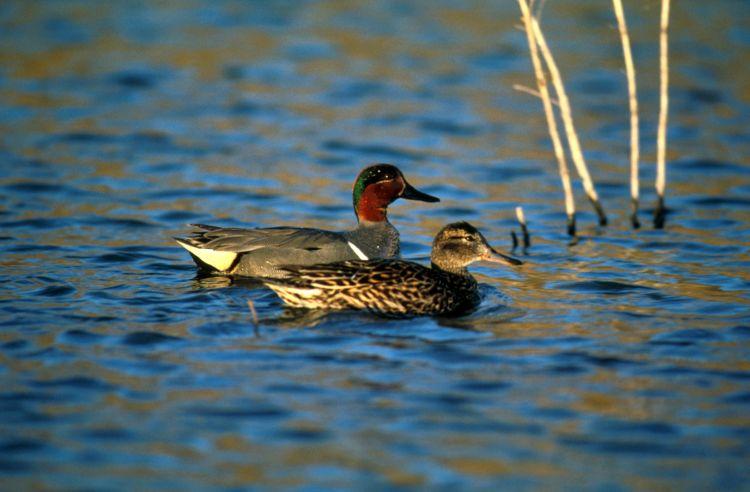 on face Figure 8. Male green-winged teal. Credits: Donna Dewhurst/USFWS.