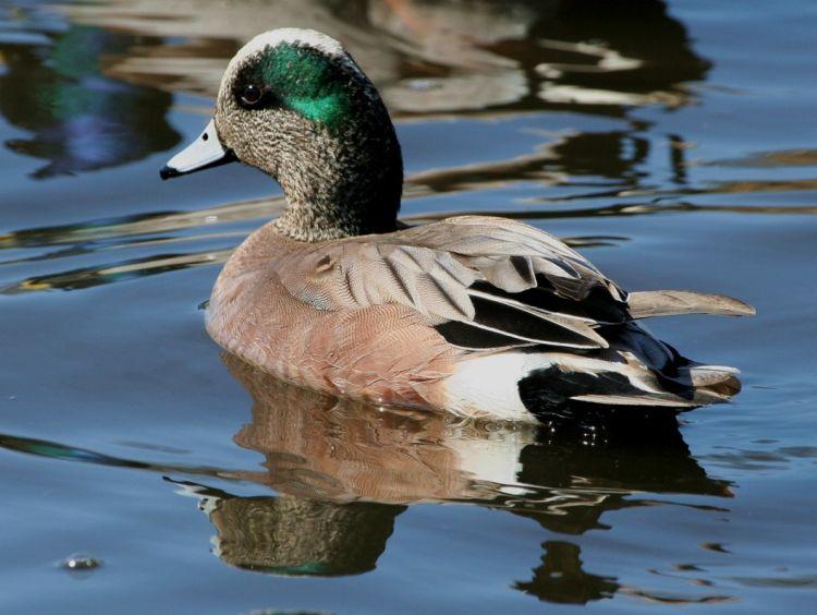 Ducks of Florida 5 - Yellowish tail stripe - Male with dark reddish and green head and white stripe up shoulder - Bill blackish - Size 31-39 cm (12-15 in) - Wingspan 52-59 cm (20-23 in) - Breeds