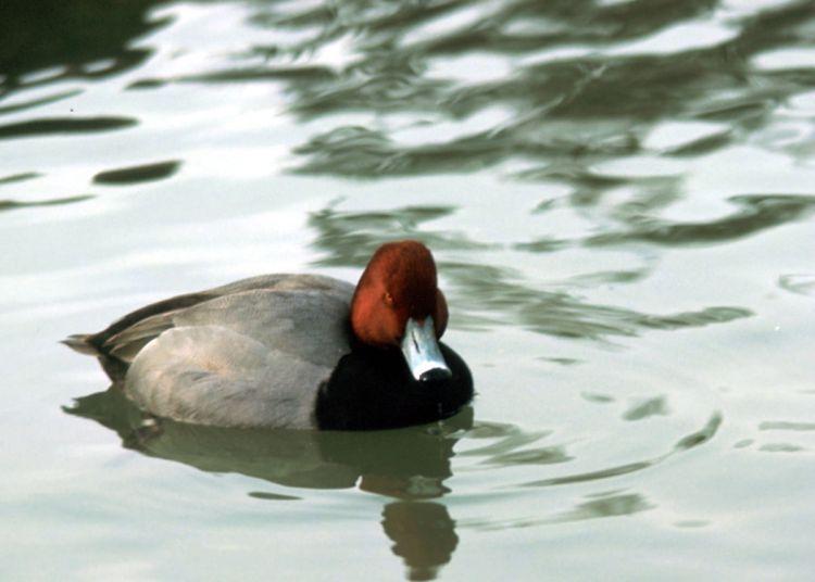 It is seen in small numbers among flocks of mixed ducks in most areas. However, in winter the species can form huge flocks on lakes, bays, and lagoons.