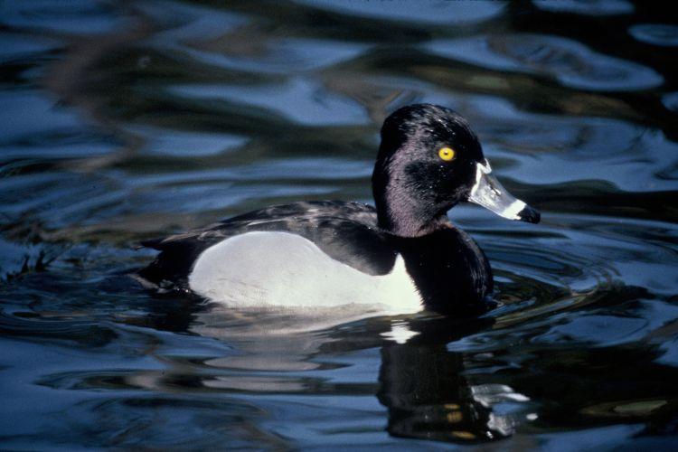Ducks of Florida 8 - Rounded head - Smoky gray sides and upperparts - Black breast and tail - Rufous brown head and neck - Blue-gray bill with black tip - Golden yellow eye - Size 42-54 cm (17-21 in)