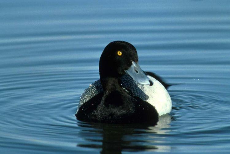 It is one of the most abundant diving ducks in North America Figure 20. Female greater scaup and brood. Credits: Donna Dewhurst/USFWS.