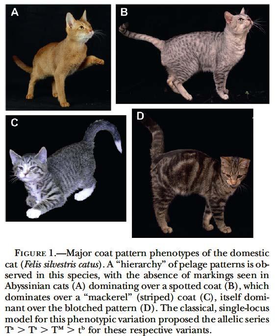 The color and patterning of pigmentation in cats, dogs, mice horses and
