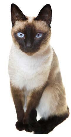 From Gene to Phenotype: While we are thinking about tyrosinase Temperature Sensitive Proteins and the Siamese Cat Note this example does NOT relate to epistasis TYR (tyrosinase) gene corresponds to