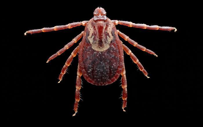 Dermacentor variabilis (Say) (American DogTick) Medical Importance: One of the most medically important ticks
