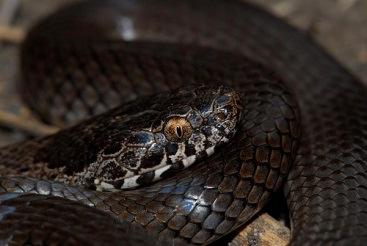 ornamental snake, Denisonia