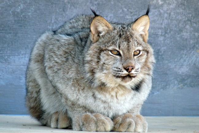 Snowshoe Hare and Canada Lynx