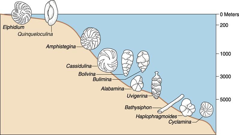 Significance of Foraminifera Benthonic