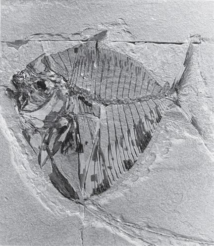 Fishes Eocene fish include teleosts, the bony fishes