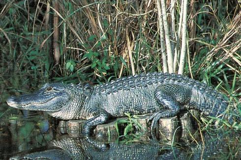 Crocodilians Crocodilians appeared during Triassic.