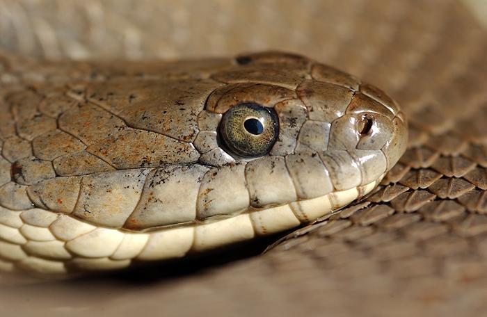 A Slithering Success Story by Kristin Stanford, Ph.D.