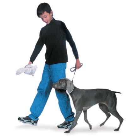 HEEL Some trainers prefer to say Let s go or Forward when they train this easy way of walking together. Whatever command you choose, always use the same word. Start with your dog standing next to you.