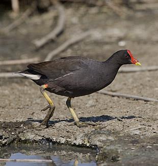 Common Moorhen Gallinula chloropus (genus = small hen in Latin) The Common Moorhen is a sooty black bird, resembling its relative the coot, but has a red frontal shield.
