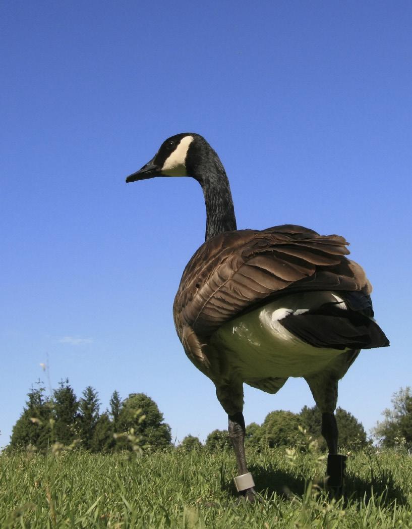 The History Once, Canada geese on a neighborhood pond were unusual. Now, Canada geese are considered a nuisance in many communities. How did this happen?