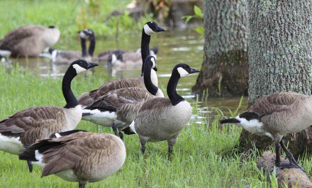 They bred birds in captivity and relocated them throughout the U.S. Giant geese aren t strong migrants.