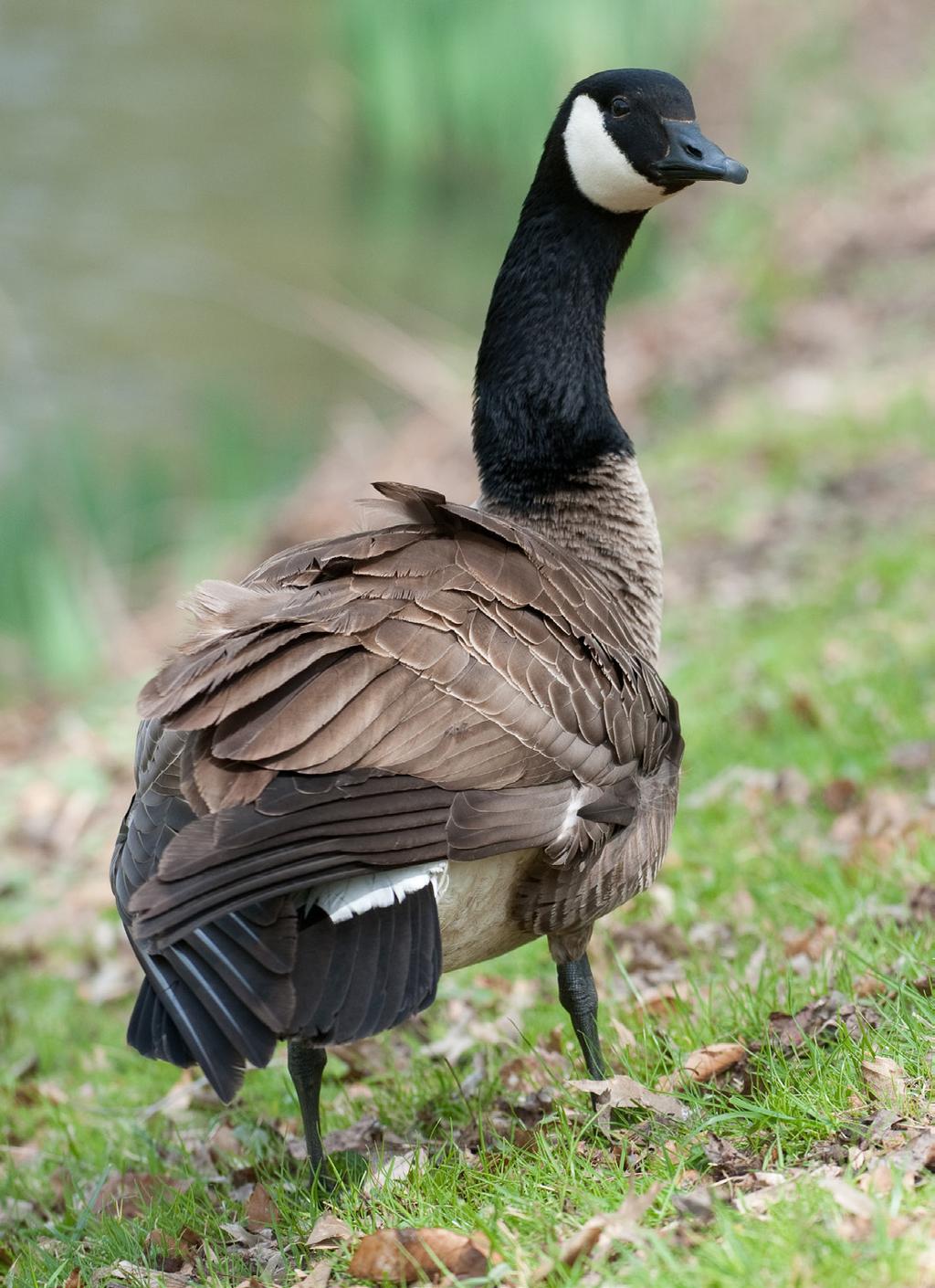 You Need a Plan To design an effective plan: Examine how, when, and why geese are using the site. Select the best combination and timing of techniques to make your site less attractive to geese.
