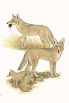 Coyote (Canis latrans) Coyotes are among the most adaptable mammals in North America.