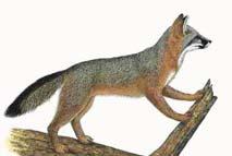Fox (Urocyon cinereoargenteus) Conservation Status: Critically Endangered. The map shows the probable range of the red wolf when European settlers first came to North America.