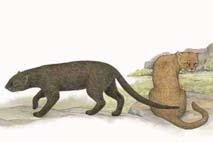 Range: 1,100 1,850 mm Range: 31 158 kg Cougar (Puma concolor) Jaguarundi (Puma yaguarondi (Herpailurus yaguarondi)) Conservation Status: Two subspecies P. concolor coryi, the Florida Panther, and P.