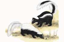 The skunk's dramatic black and white coat serves as a warning signal to other mammals, and its first response is to run.