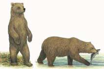 Brown Bear, Grizzly Bear (Ursus arctos) FAMILY: Ursidae Conservation Status: The Mexican Grizzly Bear, Ursus arcos nelsoni, is Extinct.