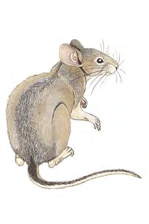 Southern Plains Woodrat (Neotoma micropus) FAMILY: Cricetidae Southern Plains Woodrats are found in places where grasses, creosotebush, mesquite, and cactus grow.