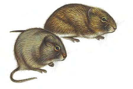 Hispid Cotton Rat (Sigmodon hispidus) FAMILY: Cricetidae The Hispid Cotton Rat's fur is sprinkled or streaked with blackish or dark brownish and grayish hairs.
