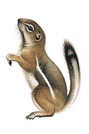 Texas Antelope Squirrel (Ammospermophilus interpres) FAMILY: Sciuridae Notable for its running speed, the Texas Antelope Squirrel has the longest hindlimbs and tail of any