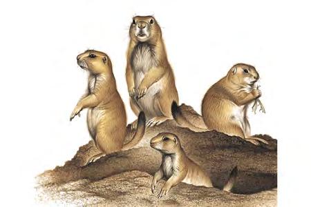 Black-tailed Prairie Dog (Cynomys ludovicianus) FAMILY: Sciuridae Although there are still large populations of this species, some have disappeared as a result of human activity.