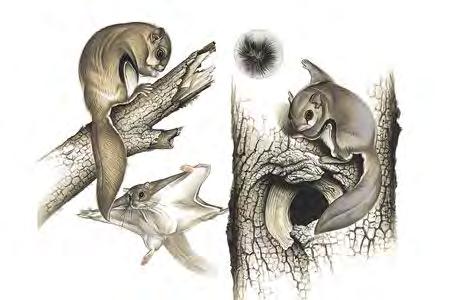 Southern Flying Squirrel (Glaucomys volans) FAMILY: Sciuridae Most of the Southern Flying Squirrel's range is east of the Mississippi River, but it occurs west of the river in central Texas, and as