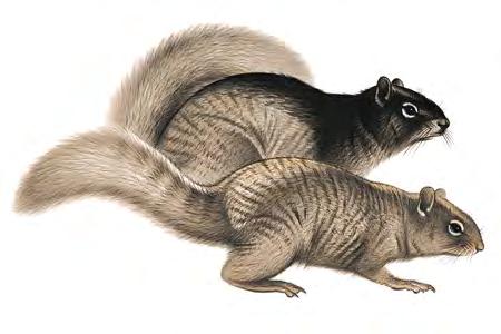 Rock Squirrel (Otospermophilus variegatus) FAMILY: Sciuridae Rock squirrels, with their long, bushy tails, look very much like tree squirrels, but seldom climb trees.