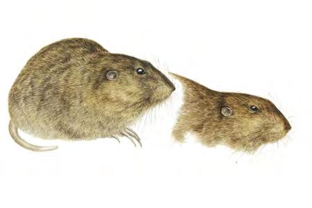 Yellow-faced Pocket Gopher (Cratogeomys castanops) FAMILY: Geomyidae The Yellow-faced Pocket Gopher feeds on starchy, tuberous roots of desert shrubs and on the roots and leaves of low-growing forbs.
