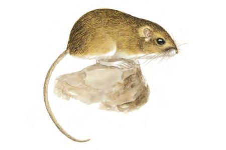 Merriam's Pocket Mouse (Perognathus merriami) FAMILY: Heteromyidae Merriam's Pocket Mice are found in short-grass prairie, desert scrub, and open, arid brushland.