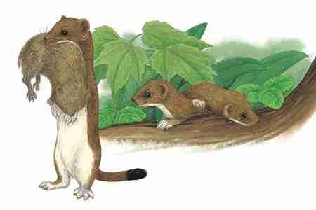 Ermine (Mustela erminea) ORDER: Carnivora FAMILY: Mustelidae Ermine are highly adaptable predators, easily invading small burrows to feed on voles, mice, and young rabbits.