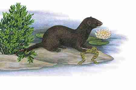 American Mink (Mustela vison) ORDER: Carnivora FAMILY: Mustelidae The American Mink, with its luxurious brown coat, is now bred on farms, or mink ranches, to provide fur to the clothing industry.