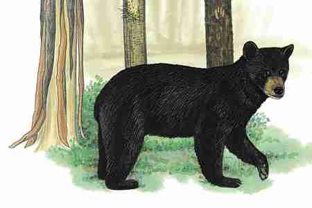 American Black Bear (Ursus americanus) ORDER: Carnivora FAMILY: Ursidae Most Black Bears hibernate for up to seven months, and do not eat, drink, urinate, or exercise the entire time.