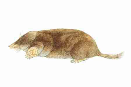 Hairy tailed Mole (Parascalops breweri) ORDER: Insectivora FAMILY: Talpidae As in other moles, the fur of the Hairy tailed Mole is short, very dense, soft, and silky, a good coat for traveling in