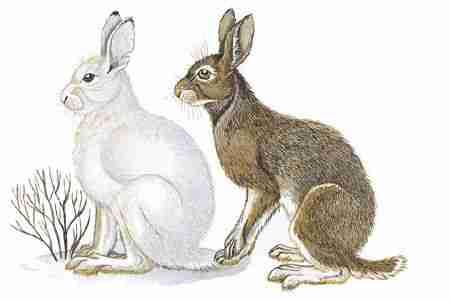 Snowshoe Hare (Lepus americanus) ORDER: Lagomorpha FAMILY: Leporidae The Snowshoe Hare is broadly distributed in the north from coast to coast and occurs in a variety of habitat types, including