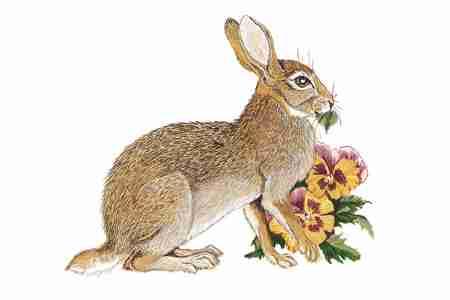 Eastern Cottontail (Sylvilagus floridanus) ORDER: Lagomorpha FAMILY: Leporidae Eastern Cottontails share habitats with seven other cottontails and six species of hares.