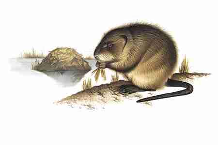 Muskrat (Ondatra zibethicus) ORDER: Rodentia FAMILY: Muridae Muskrats, so called for their odor, which is especially evident during the breeding season, are highly successful semi aquatic rodents.