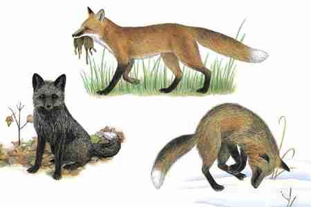 Red Fox (Vulpes vulpes) ORDER: Carnivora FAMILY: Canidae Red foxes are the most widely distributed wild carnivores in the world, occurring in North America, Asia, Europe, and North Africa.