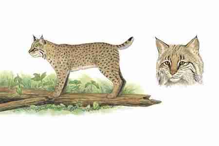 Bobcat (Lynx rufus) ORDER: Carnivora FAMILY: Felidae The Bobcat is the most widely distributed native cat in North America. Bobcats occupy many habitat types, from desert to swamp to mountains.