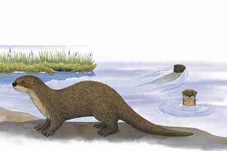 Northern River Otter (Lontra canadensis (Lutra canadensis)) ORDER: Carnivora FAMILY: Mustelidae River Otters can be thought of and in a very real sense are semi aquatic weasels.