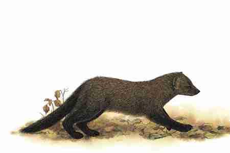 Fisher (Martes pennanti) ORDER: Carnivora FAMILY: Mustelidae The Fisher is a forest loving predator that eats anything it can catch, usually small to medium sized rodents, rabbits, hares, and birds.