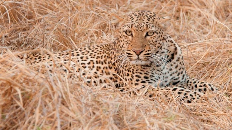 For teachers' The leopard uses its camouflage to sneak up on prey. The leopard s fur provides excellent camouflage, allowing it to blend in with leaves, trees, and grass.