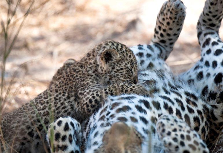 For teachers' Leopards, like humans, are mammals. Mammals have hair or fur, are warm-blooded, and feed their young with milk. Almost all mammals give birth to live young.