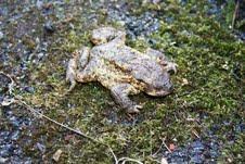 Don t our toads have a rough time these days climate change, new roads, disease!