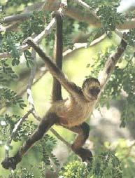 Traits of New World Monkeys All have tails Some have prehensile tails Smaller body size than OWM All arboreal Many Old World Monkeys are terrestrial. Why no New World?