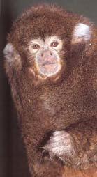 Titi monkeys (Genus
