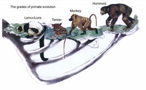 Alternative classification Order Suborder Prosimii Primates Anthropoidea Lemurs, lorises, galagos and tarsiers Monkeys, apes and humans Order Suborder Strepsirhini Primates Haplorhini Lemurs,